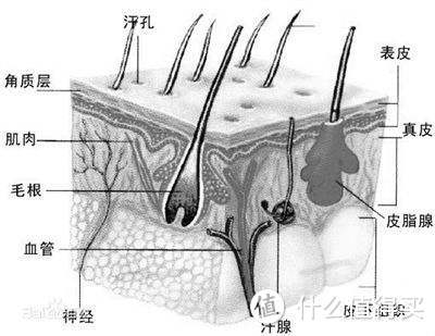 解锁洗脸刷正确使用姿势——PHILIPS 飞利浦 SC5320 洗脸仪 评测