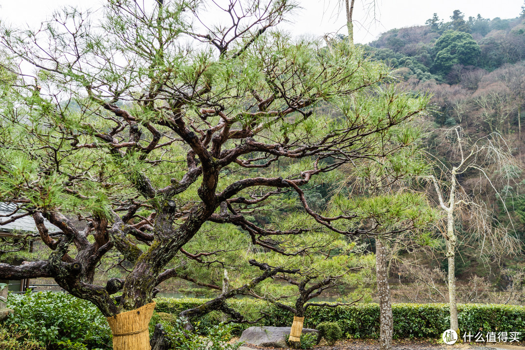 SPG头牌，京都翠岚豪华精选 Suiran, a Luxury Collection Hotel, Kyoto