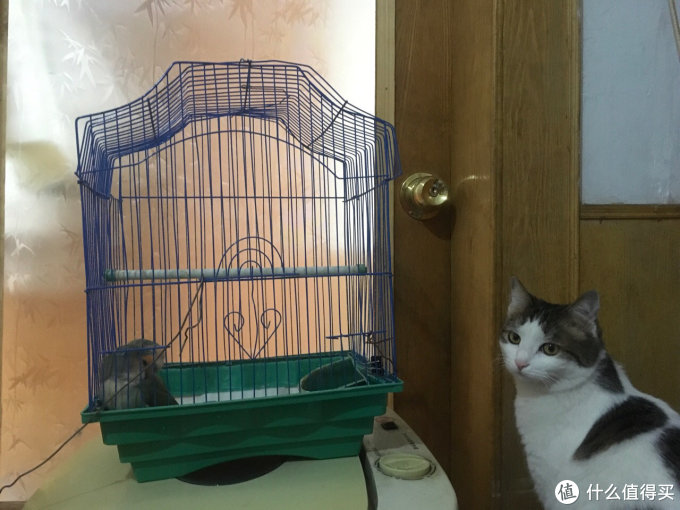 身有九命也要珍惜:浅谈猫咪健康经验