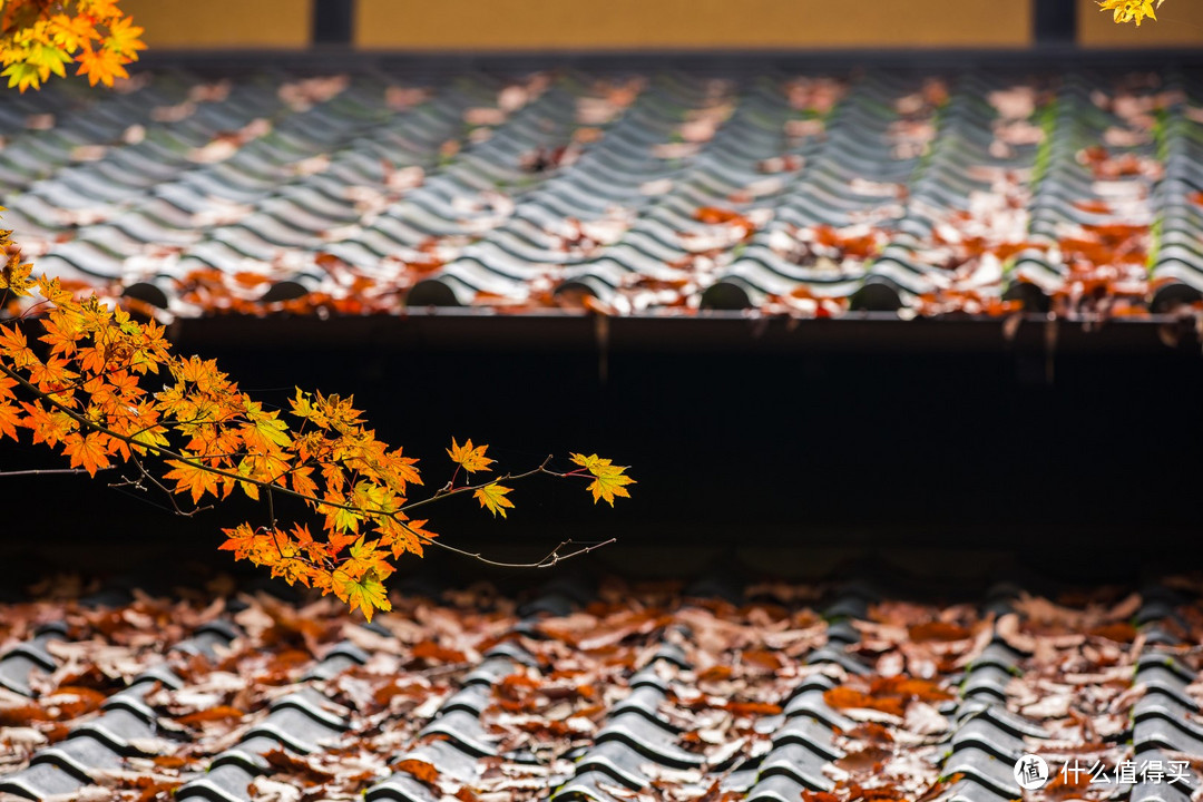 房顶上落满了秋叶
