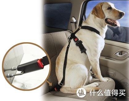 ▲防止狗狗从后座爬到前座来。图源：Pet Auto Safety