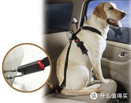 ▲防止狗狗从后座爬到前座来。图源：Pet Auto Safety