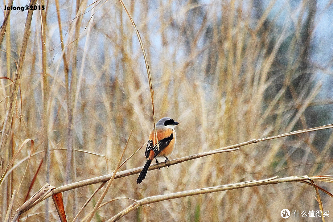 高信价比的狗头红圈：Sigma 适马 AF APO 70-300mm F/4-5.6 DG MACRO 远摄变焦镜头