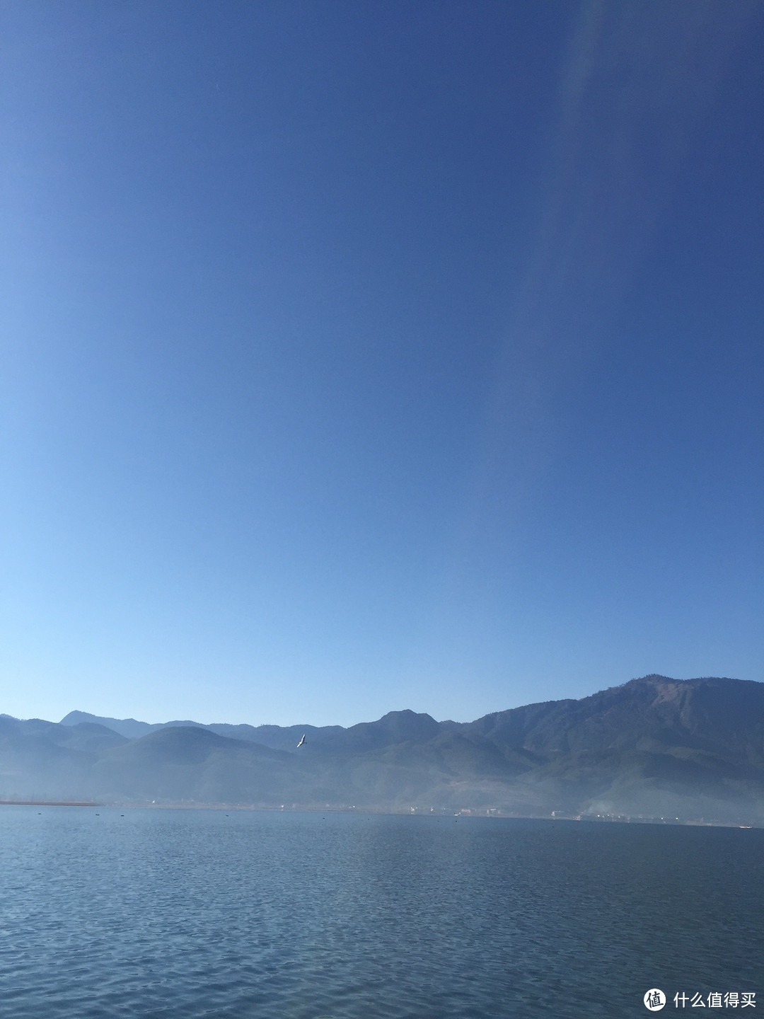 海鸥 海鸥