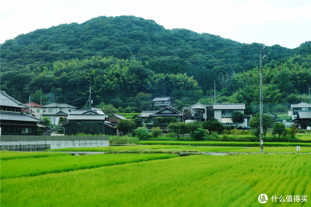 仓敷 大久野岛 广岛 宫岛