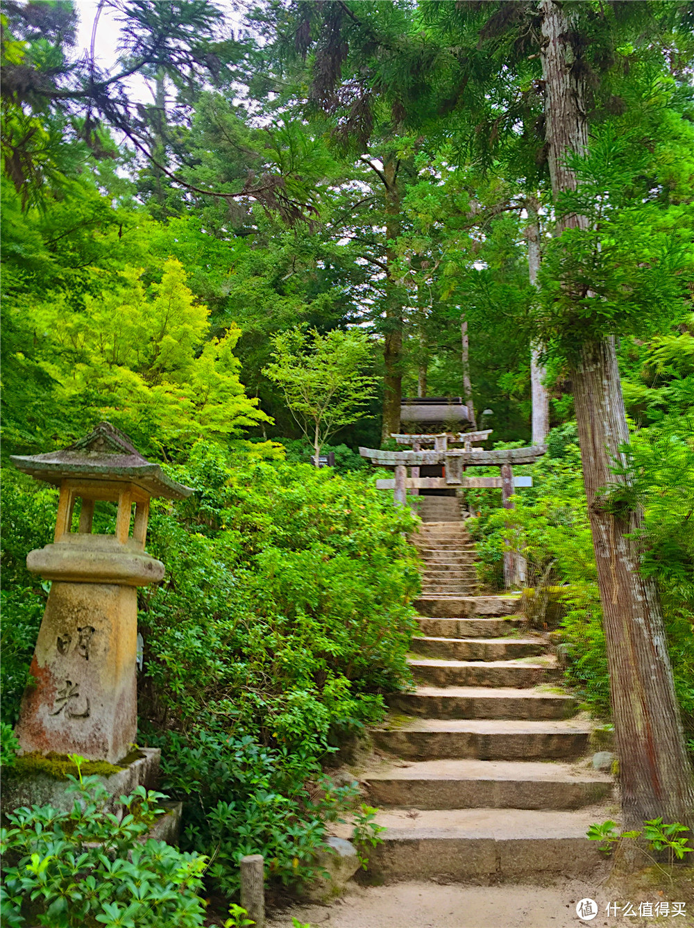 仓敷 大久野岛 广岛 宫岛