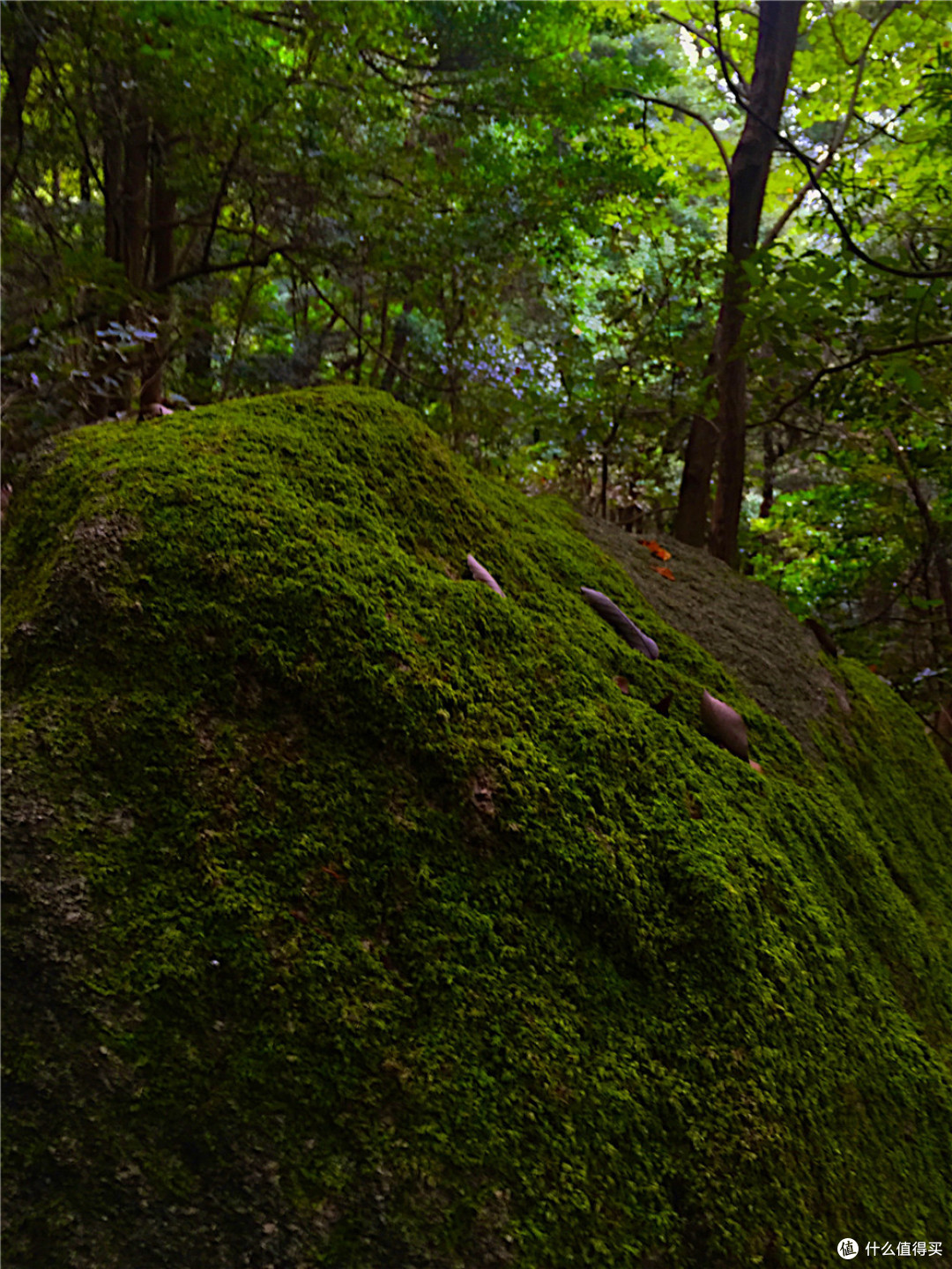 宫岛 直岛 高松
