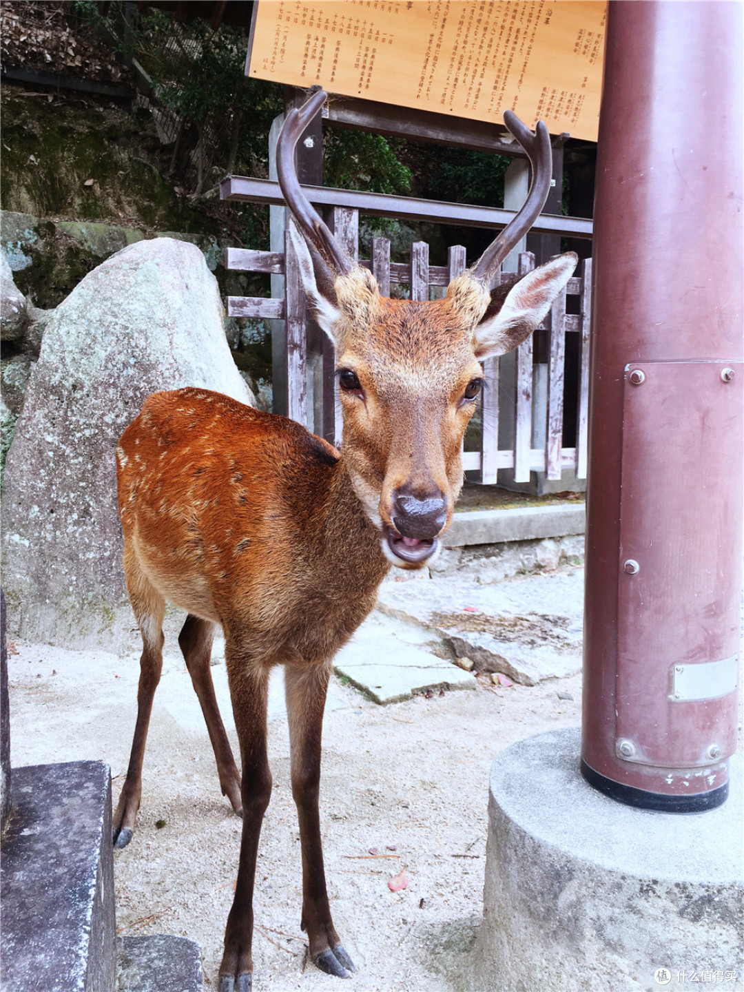 宫岛 直岛 高松