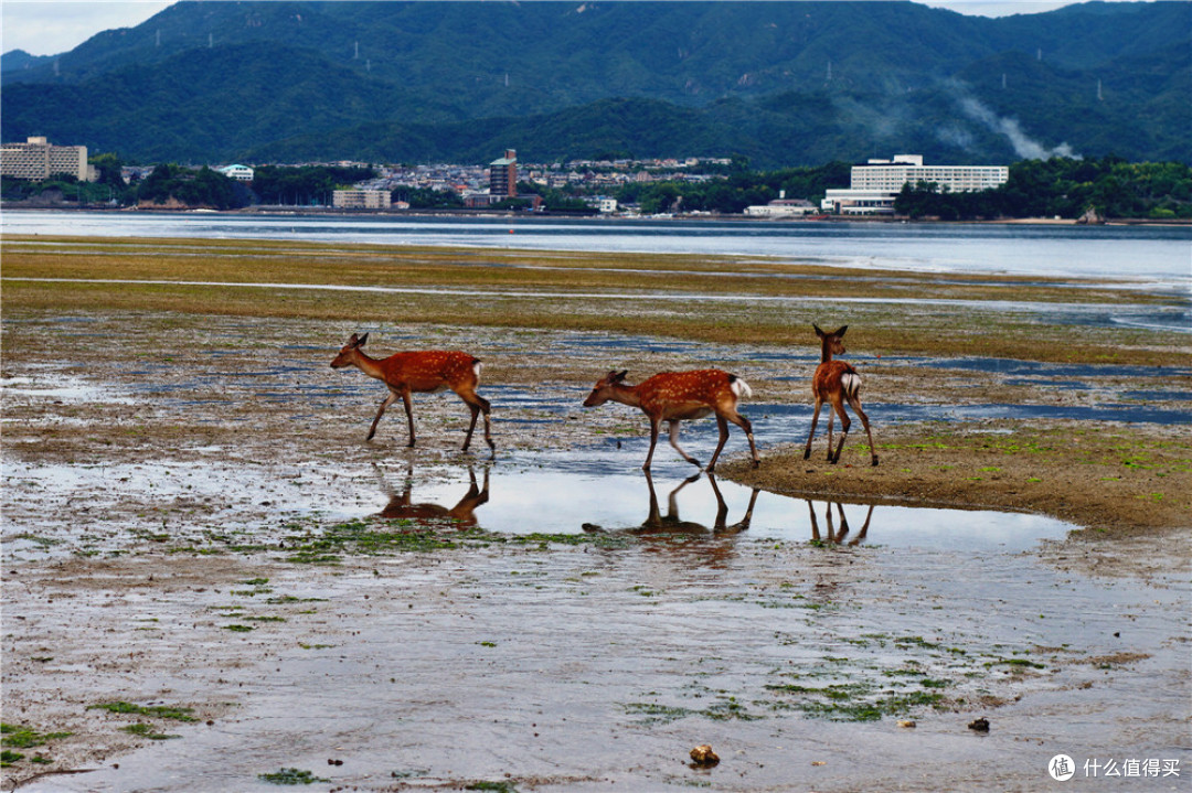 宫岛 直岛 高松