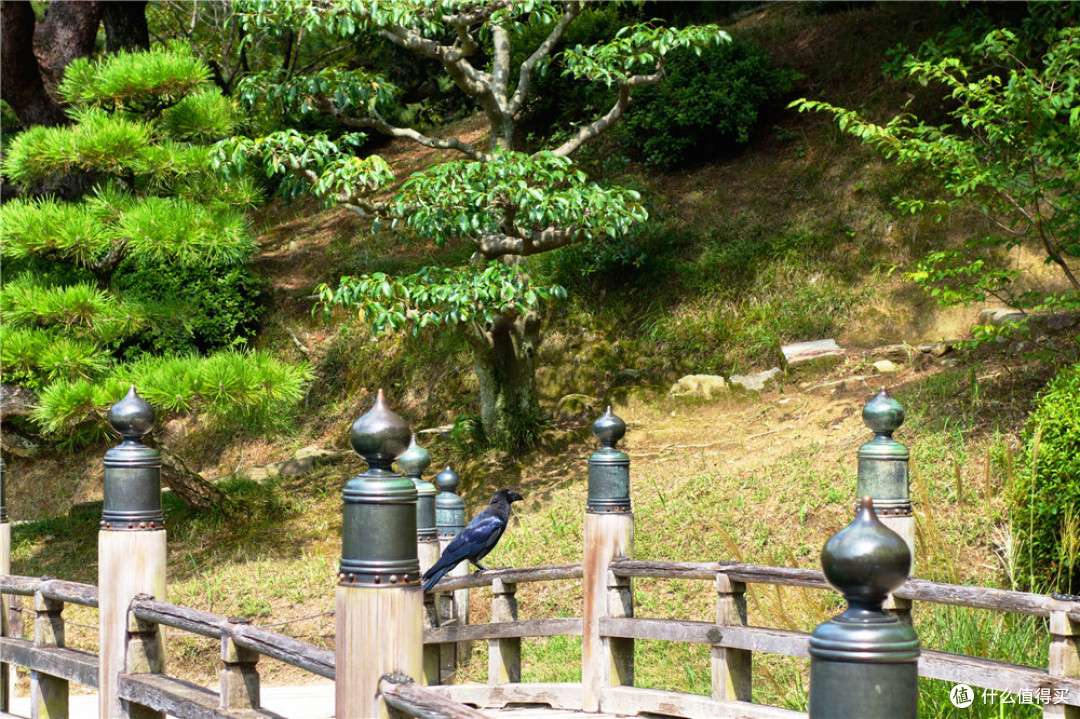 宫岛 直岛 高松