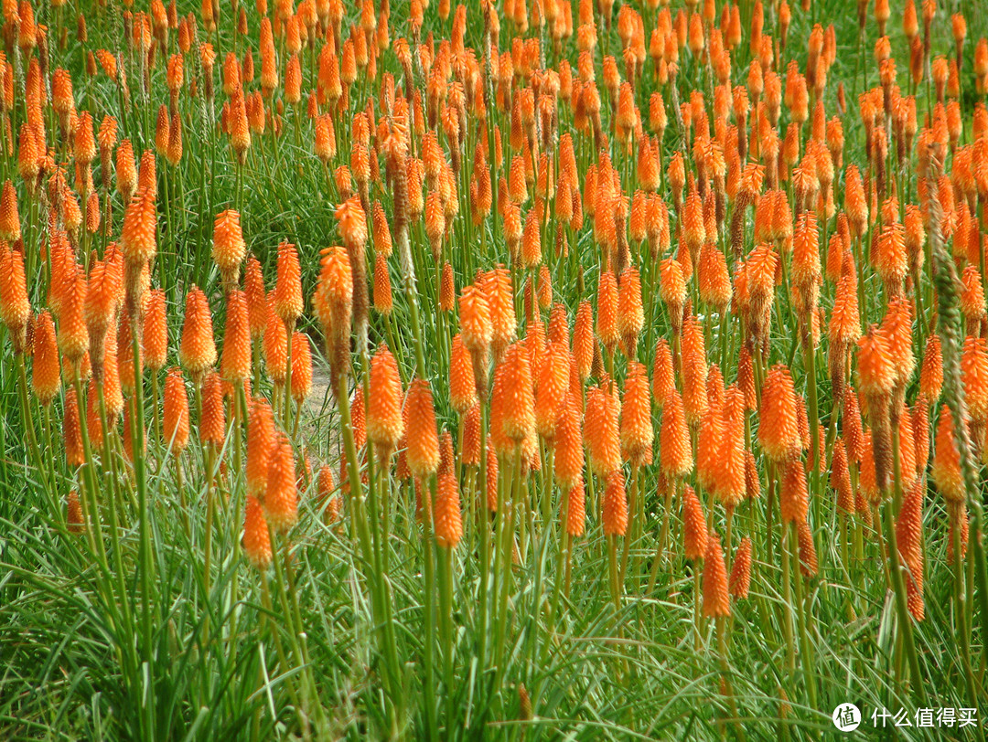 影像篇到底：葛大叔《非诚勿扰》后的夏日北海道游走