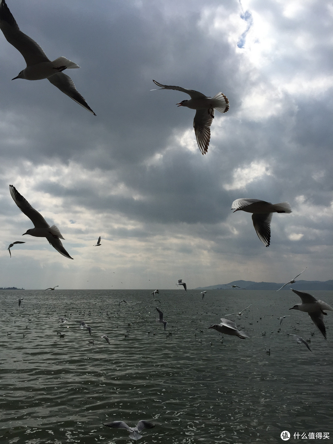 滇池边成群结队的海鸥 滇池边成群结队的海鸥