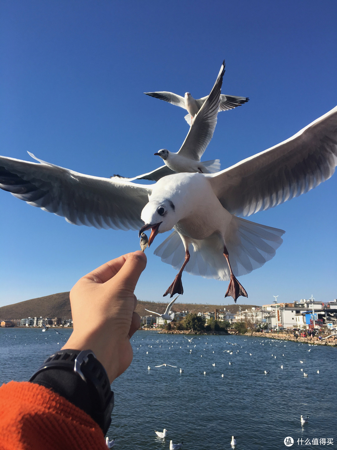 洱海环湖游，七彩云南之大理篇