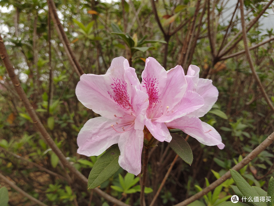 #本站首晒# 自主研发芯片究竟如何?Mi 小米 小米5c 开箱简评
