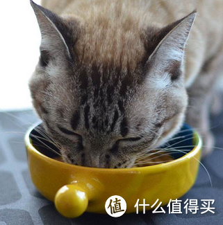 猫猫不好好吃饭，怎么办？这几招总能治好它