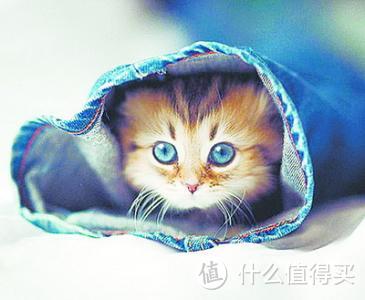 猫猫不好好吃饭，怎么办？这几招总能治好它