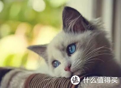 猫猫不好好吃饭，怎么办？这几招总能治好它