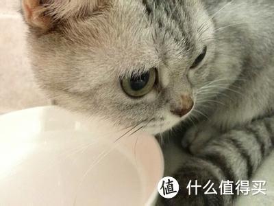 猫猫不好好吃饭，怎么办？这几招总能治好它