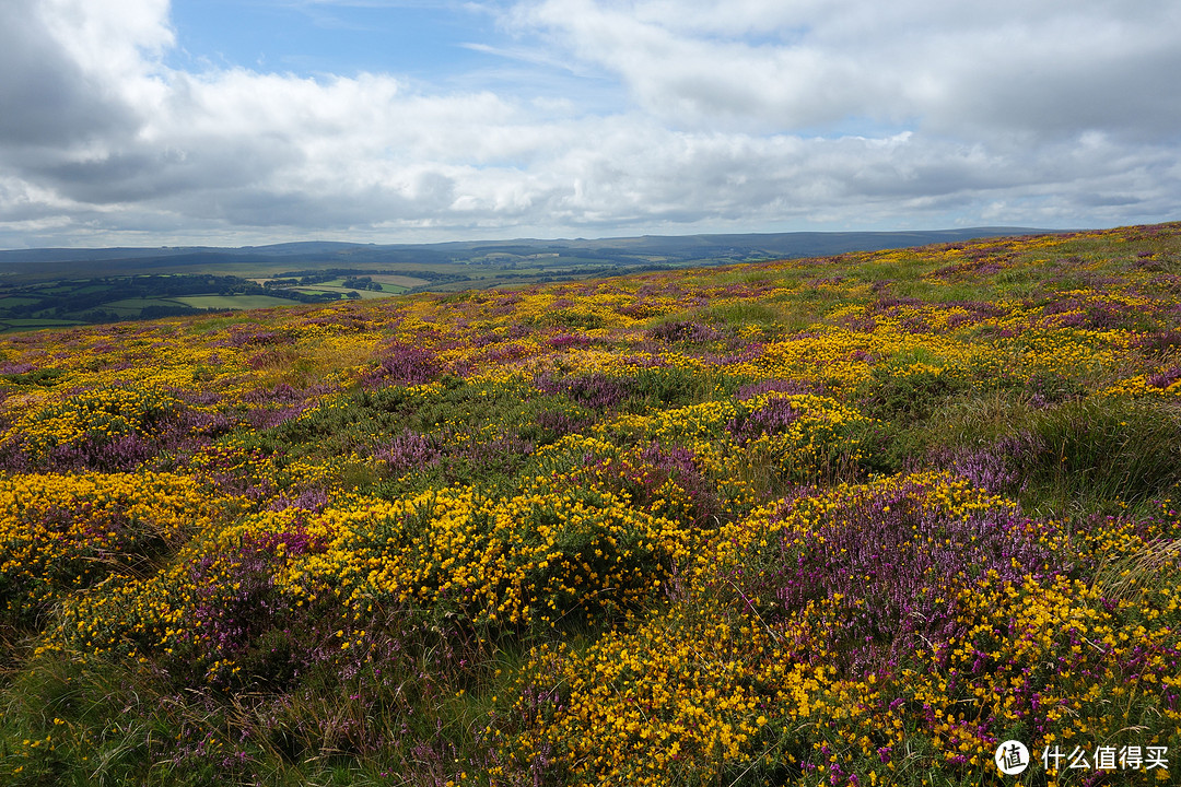 迷失于Moors