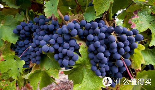 从葡萄品种学习喝红酒