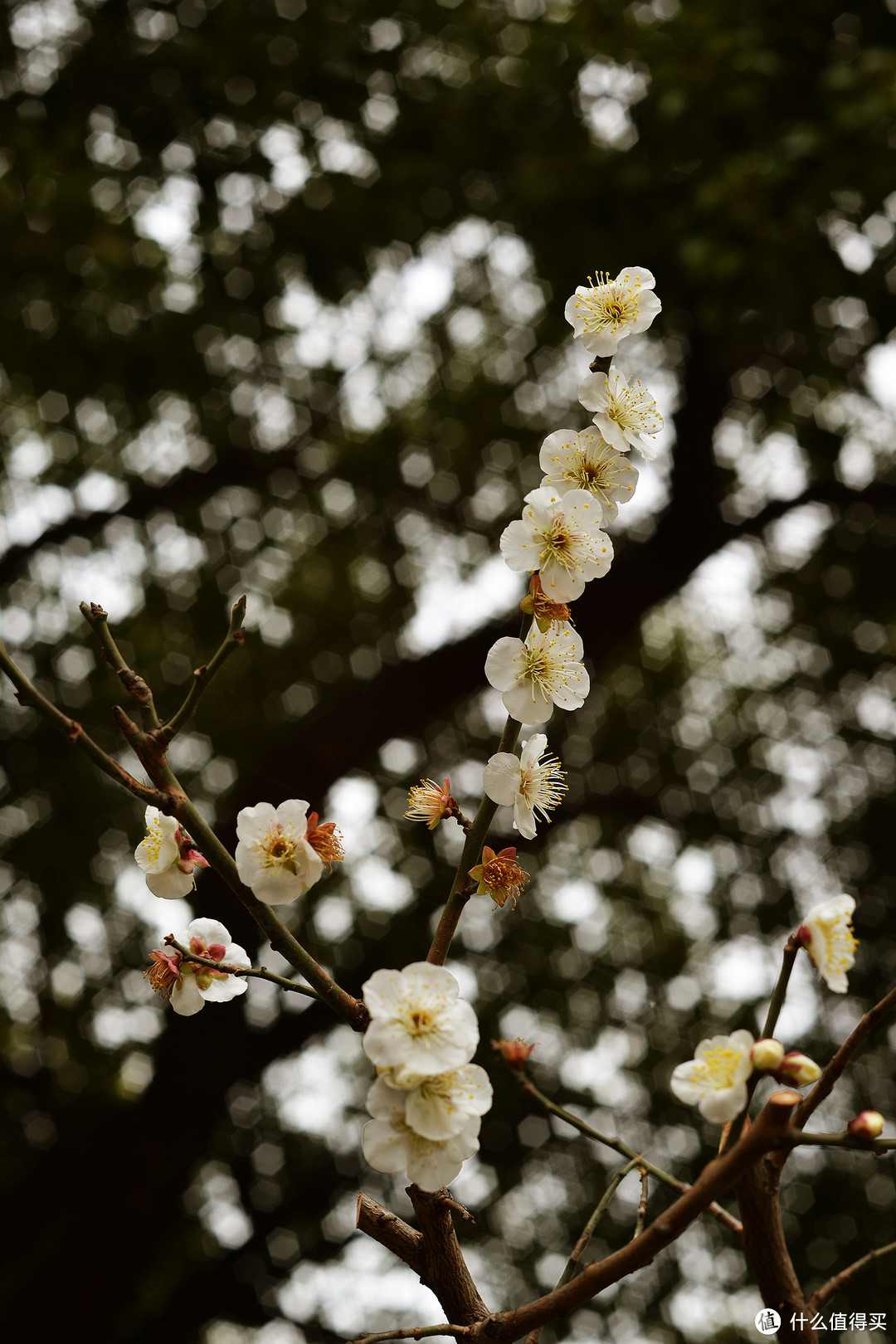 跨越半个世纪的标准-尼康NIKKOR-S Auto50MM/1:1.4