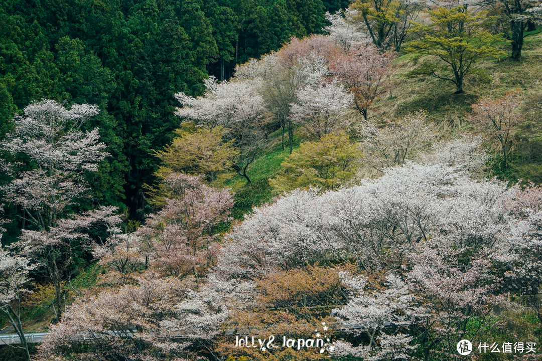 中千本的吉野山