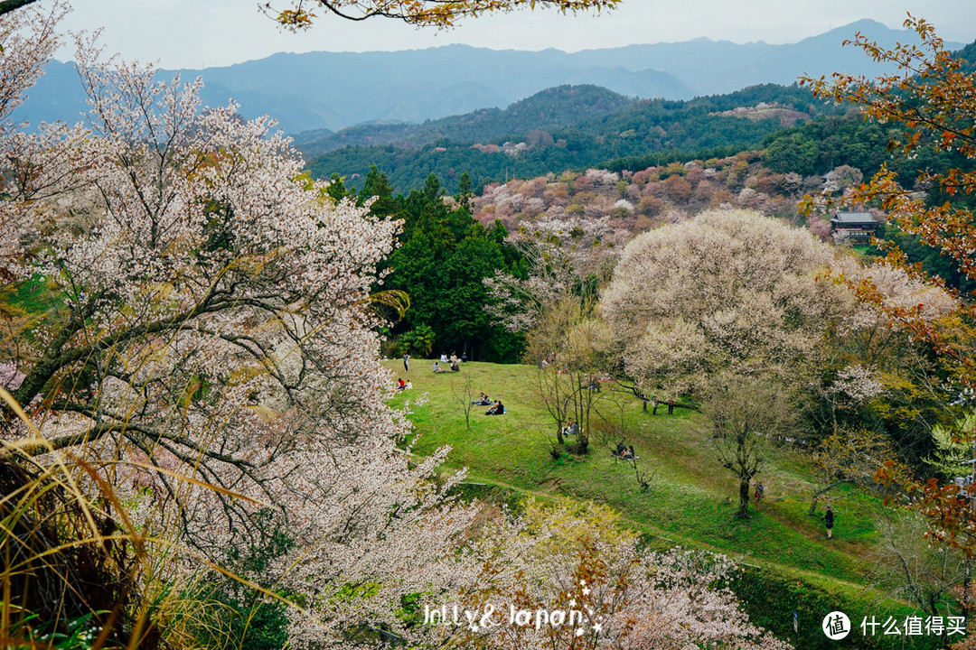 面朝花海，野餐。