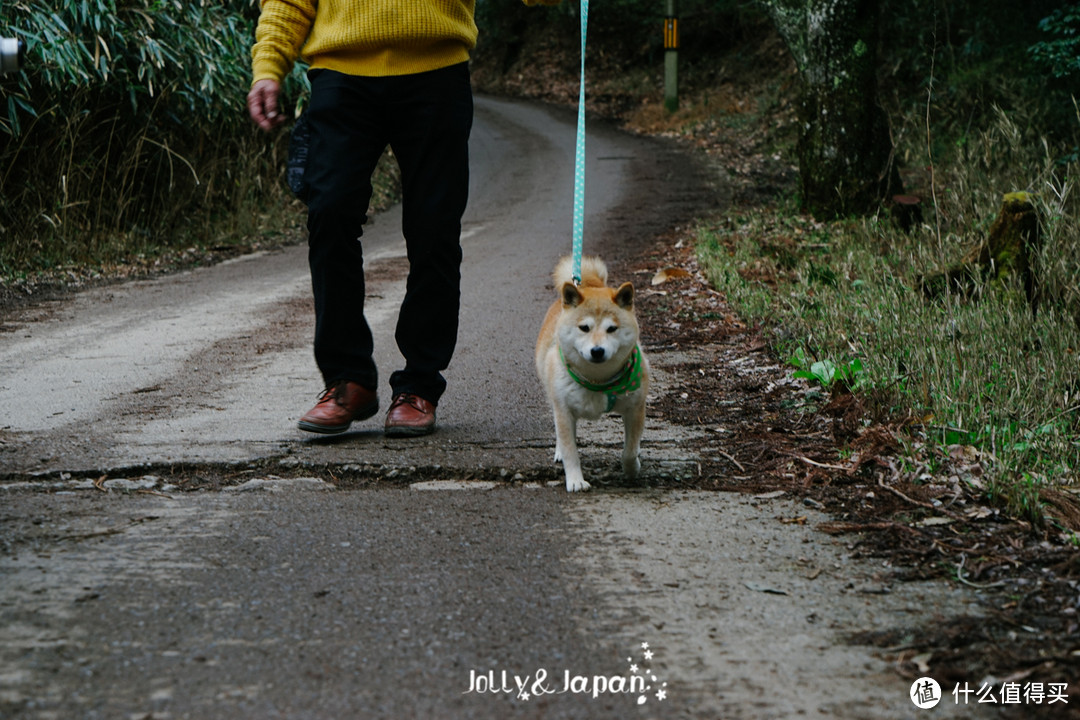 下山的时候看到了秋田犬