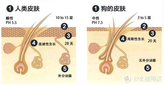 ▲狗狗皮肤与人类大不同