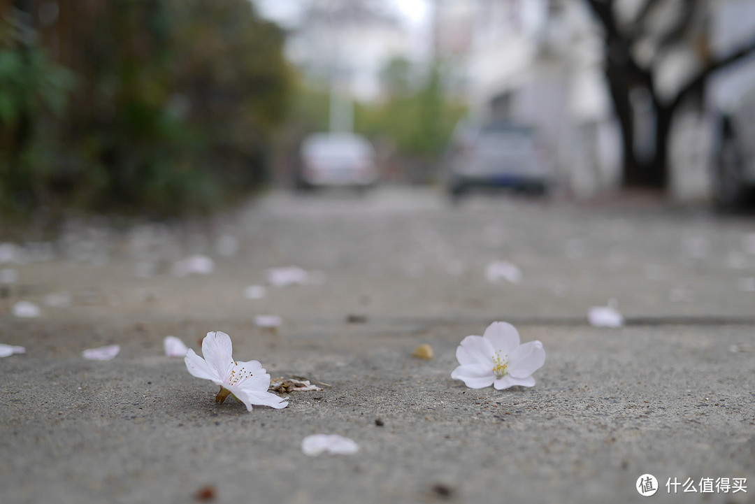 #2017春花大赏#层层围珠玑，团团锦绣簇：遇见樱花，唯有拍！