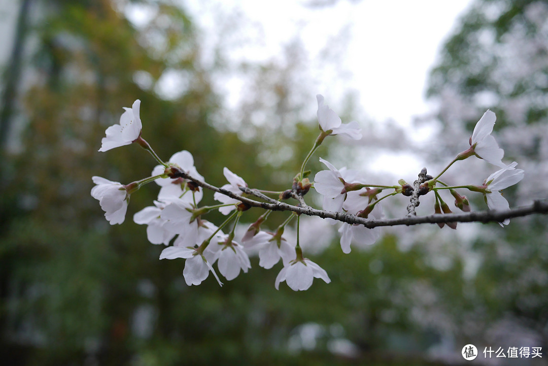 #2017春花大赏#层层围珠玑，团团锦绣簇：遇见樱花，唯有拍！