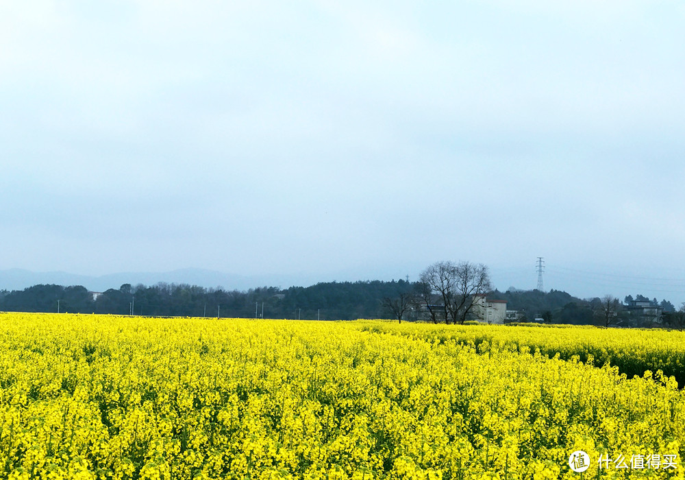 2017春花大賞#千枝搖動金追雪,萬物此時正當春:江西安義油菜花賞