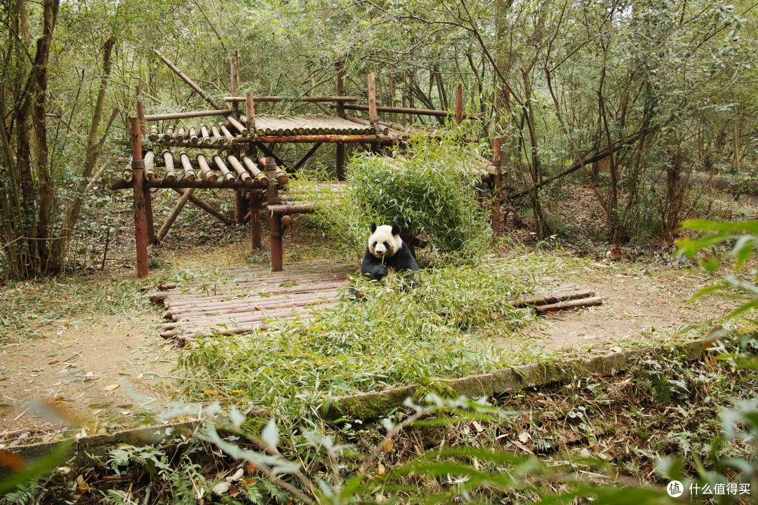 与成都擦肩,初登峨眉,初观大佛,初遇国宝!