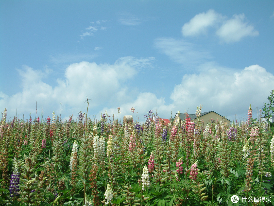 影像篇到底：葛大叔《非诚勿扰》后的夏日北海道游走