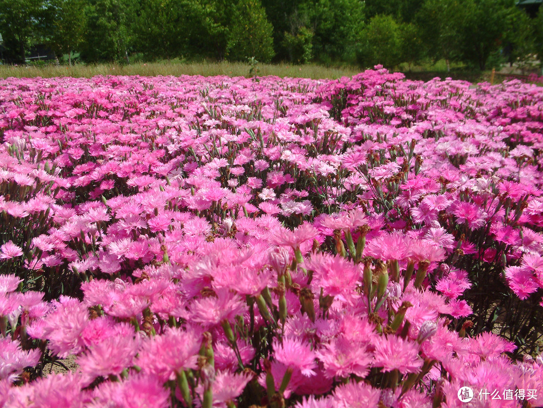 影像篇到底：葛大叔《非诚勿扰》后的夏日北海道游走