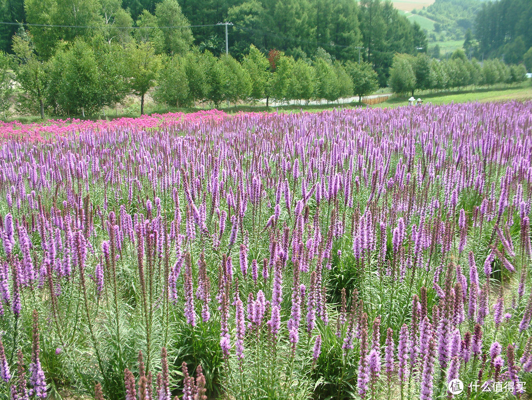 影像篇到底：葛大叔《非诚勿扰》后的夏日北海道游走