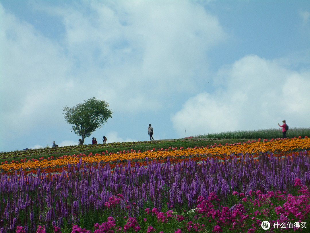 影像篇到底：葛大叔《非诚勿扰》后的夏日北海道游走