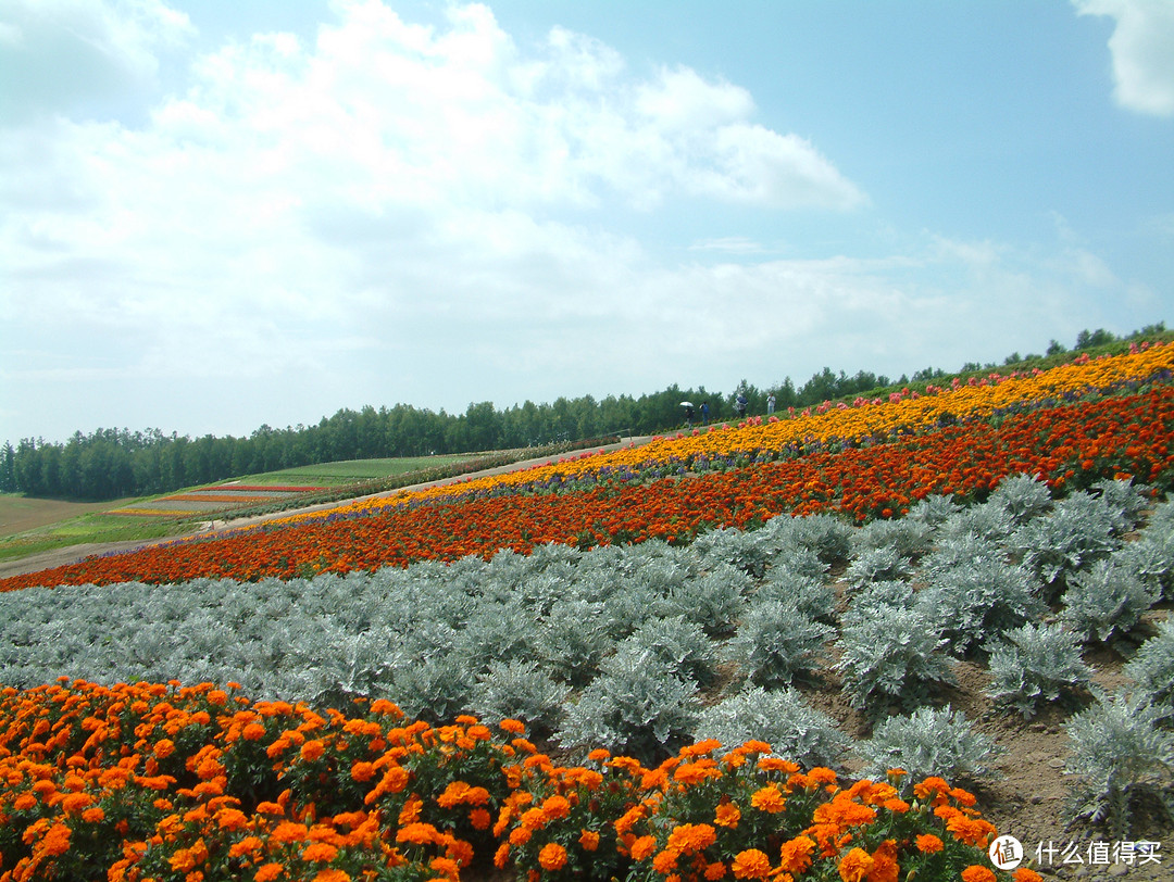 影像篇到底：葛大叔《非诚勿扰》后的夏日北海道游走