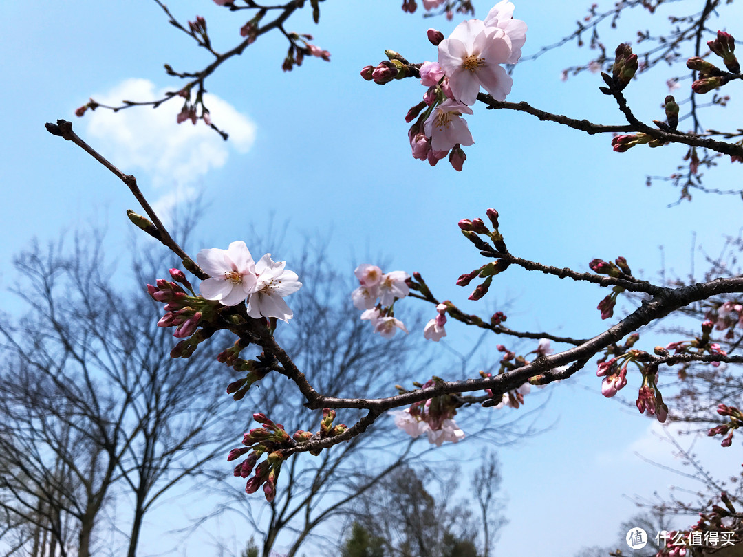 #2017春花大赏#春光潋滟晴方好：无锡鼋头渚、拈花湾一游（附快速识花小贴士）