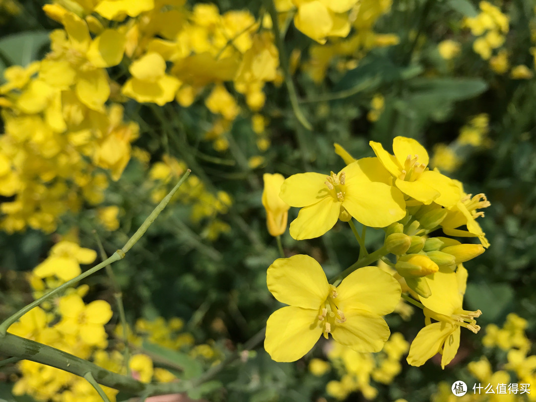 #2017春花大赏#春光潋滟晴方好：无锡鼋头渚、拈花湾一游（附快速识花小贴士）