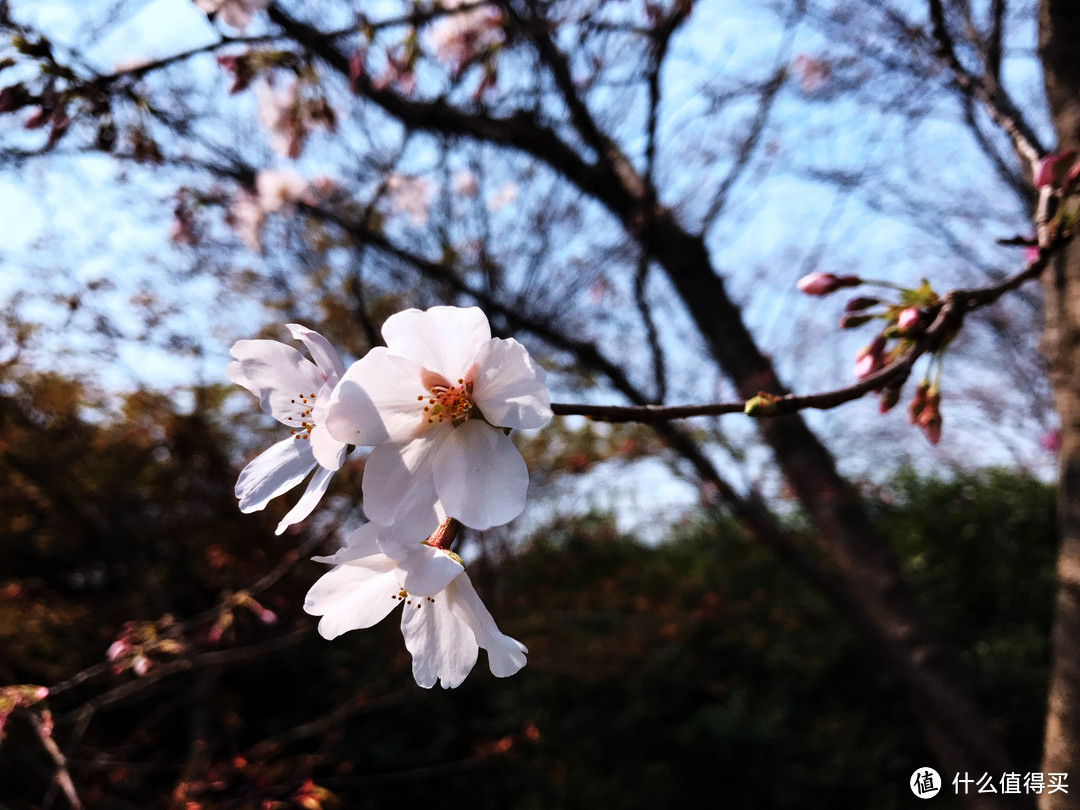 #2017春花大赏#春光潋滟晴方好：无锡鼋头渚、拈花湾一游（附快速识花小贴士）