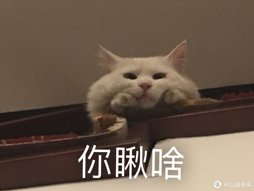 猫大十八变：白小贵的成长史