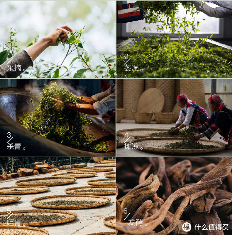 纯粹的普洱茶 — 雨林古树茶