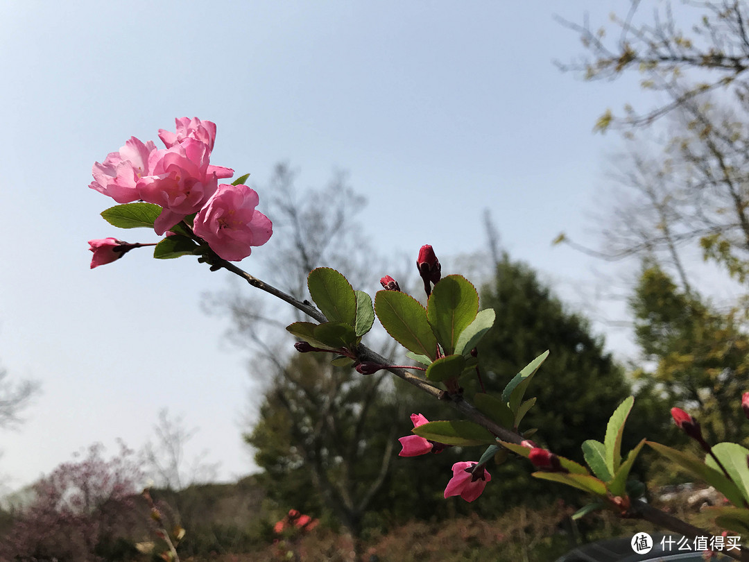 #2017春花大赏#春光潋滟晴方好：无锡鼋头渚、拈花湾一游（附快速识花小贴士）