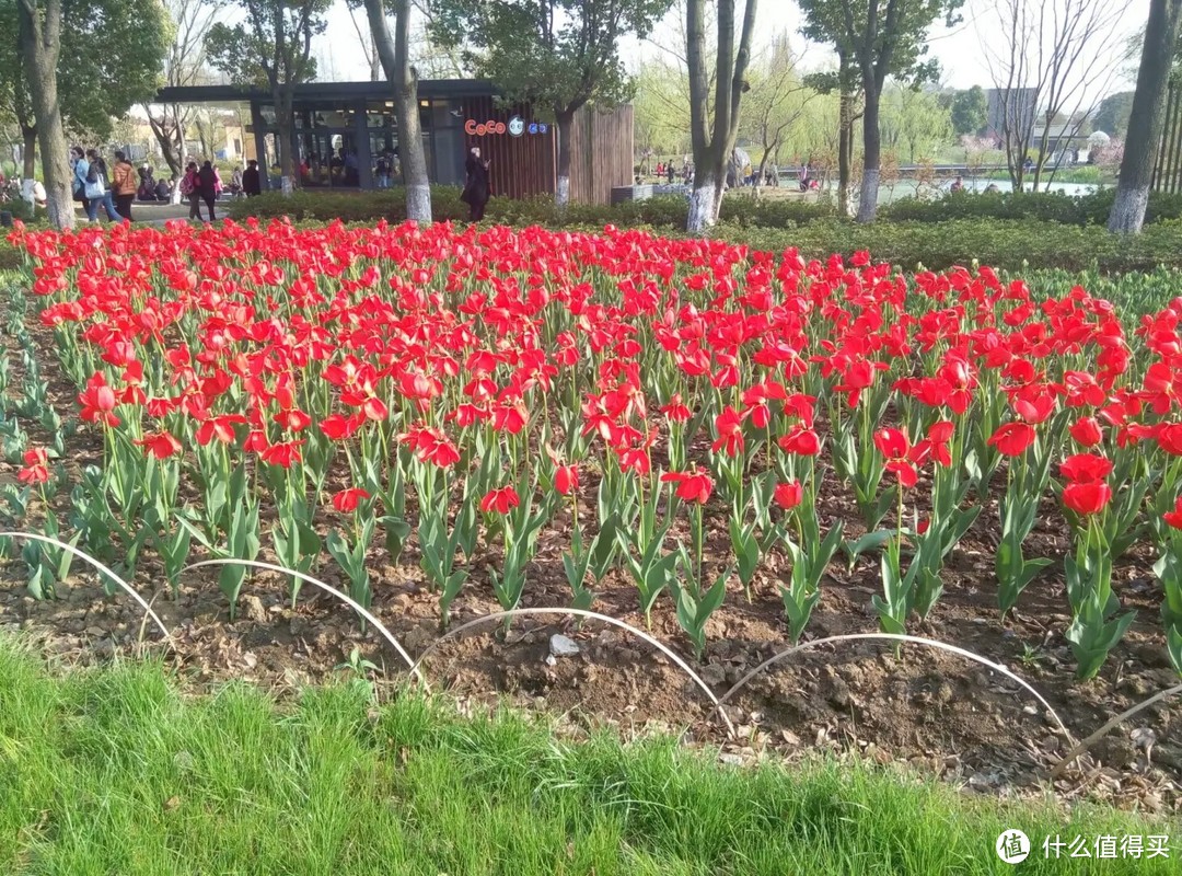 #2017春花大赏#鸡鸣寺赏花、玄武湖划水趣味之旅