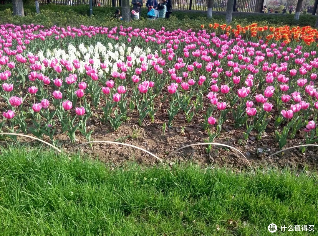 #2017春花大赏#鸡鸣寺赏花、玄武湖划水趣味之旅