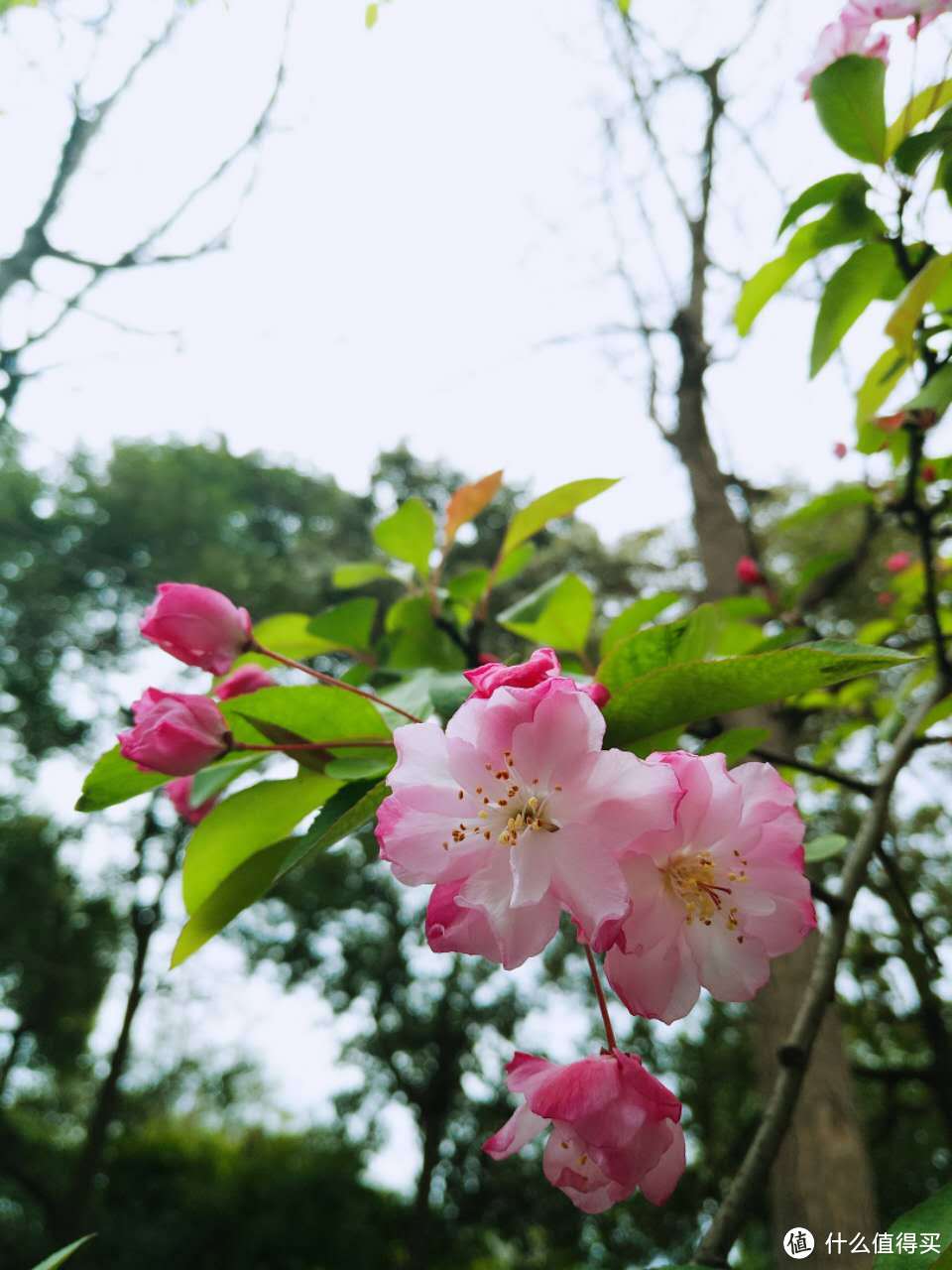 #2017春花大赏# 恒久守候，成都的人民公园