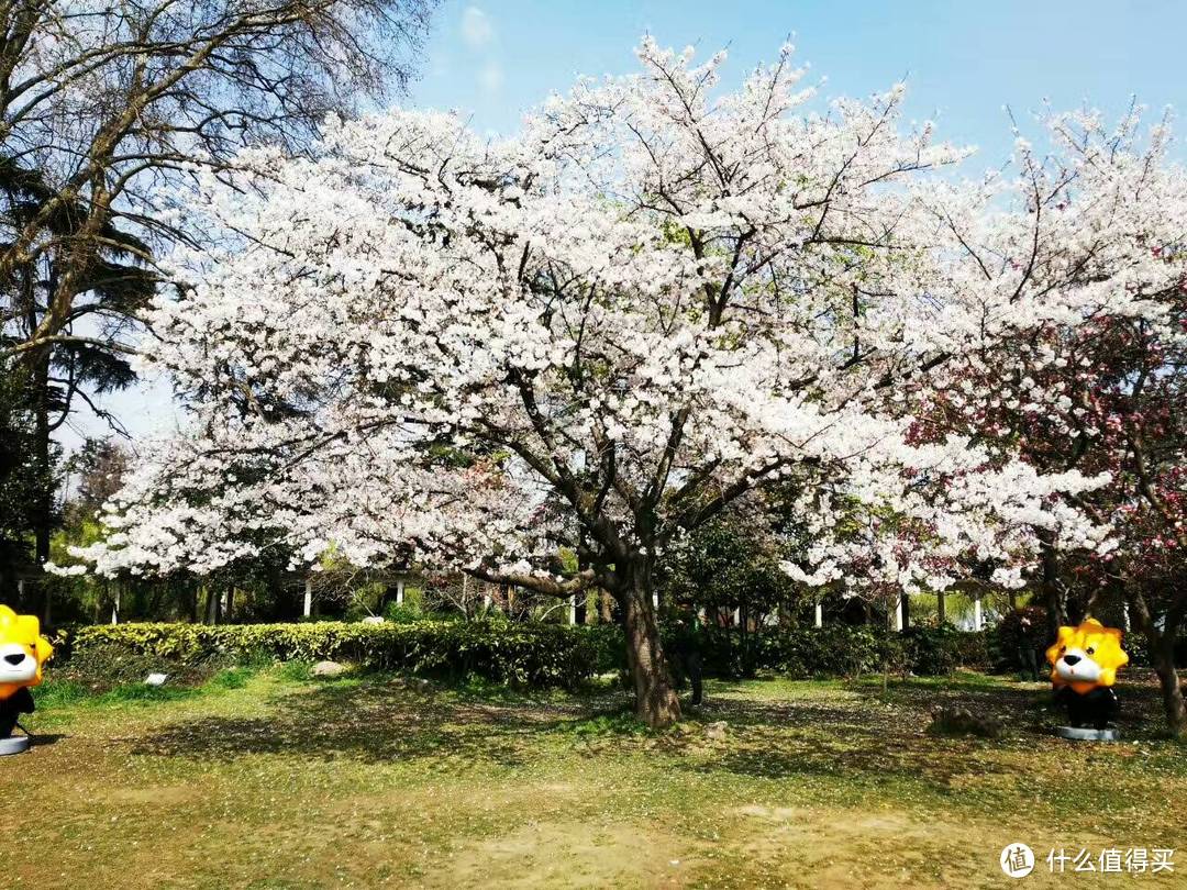 #2017春花大赏#鸡鸣寺赏花、玄武湖划水趣味之旅