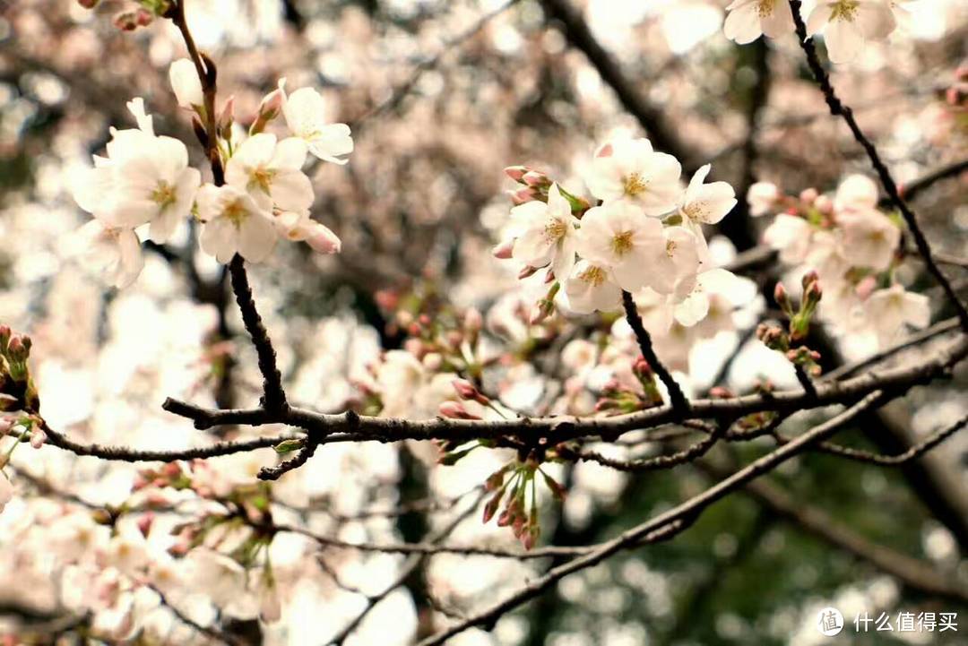 #2017春花大赏#鸡鸣寺赏花、玄武湖划水趣味之旅