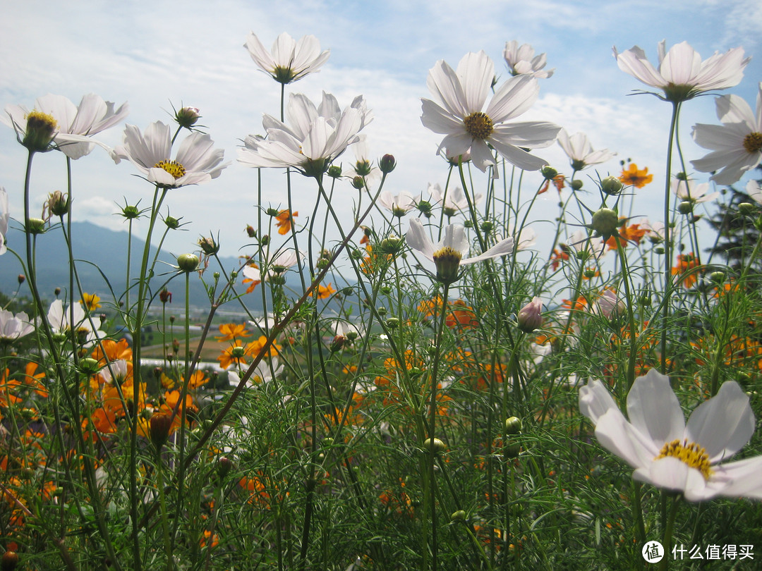 影像篇到底：葛大叔《非诚勿扰》后的夏日北海道游走